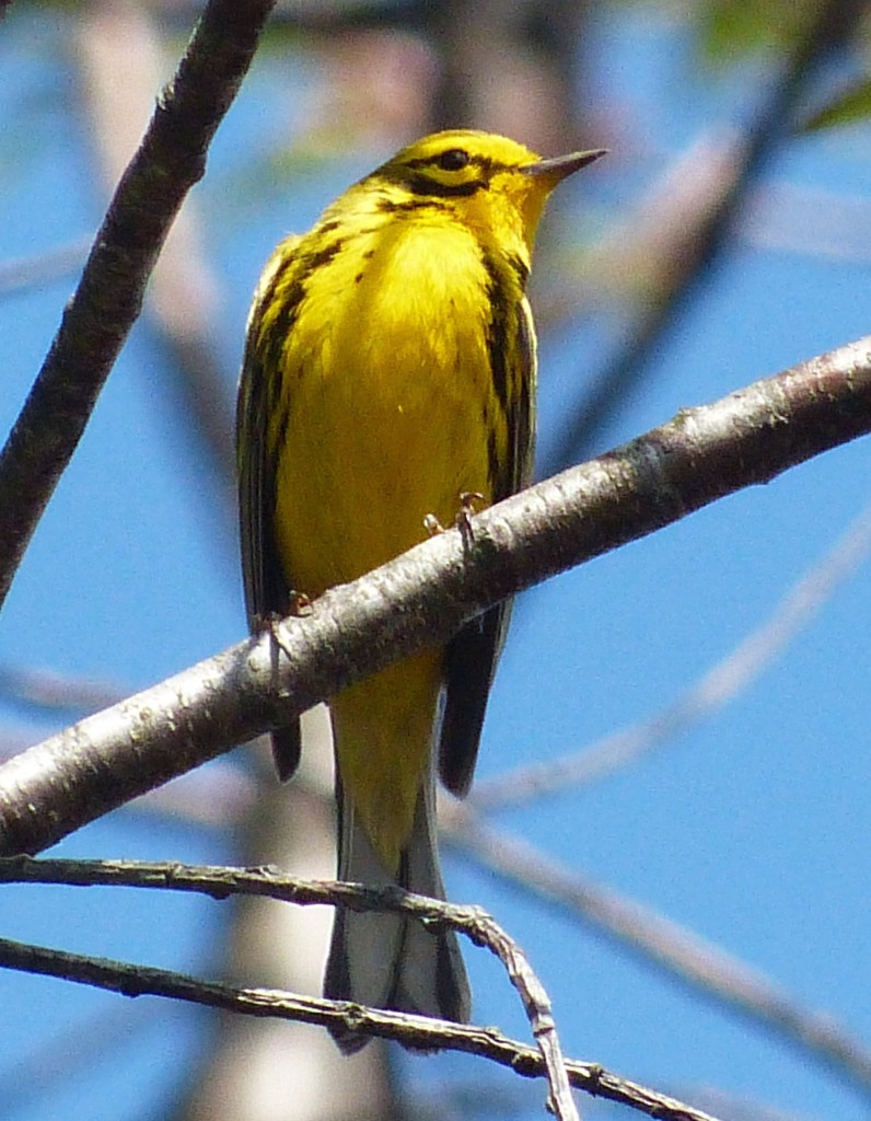 Warbler