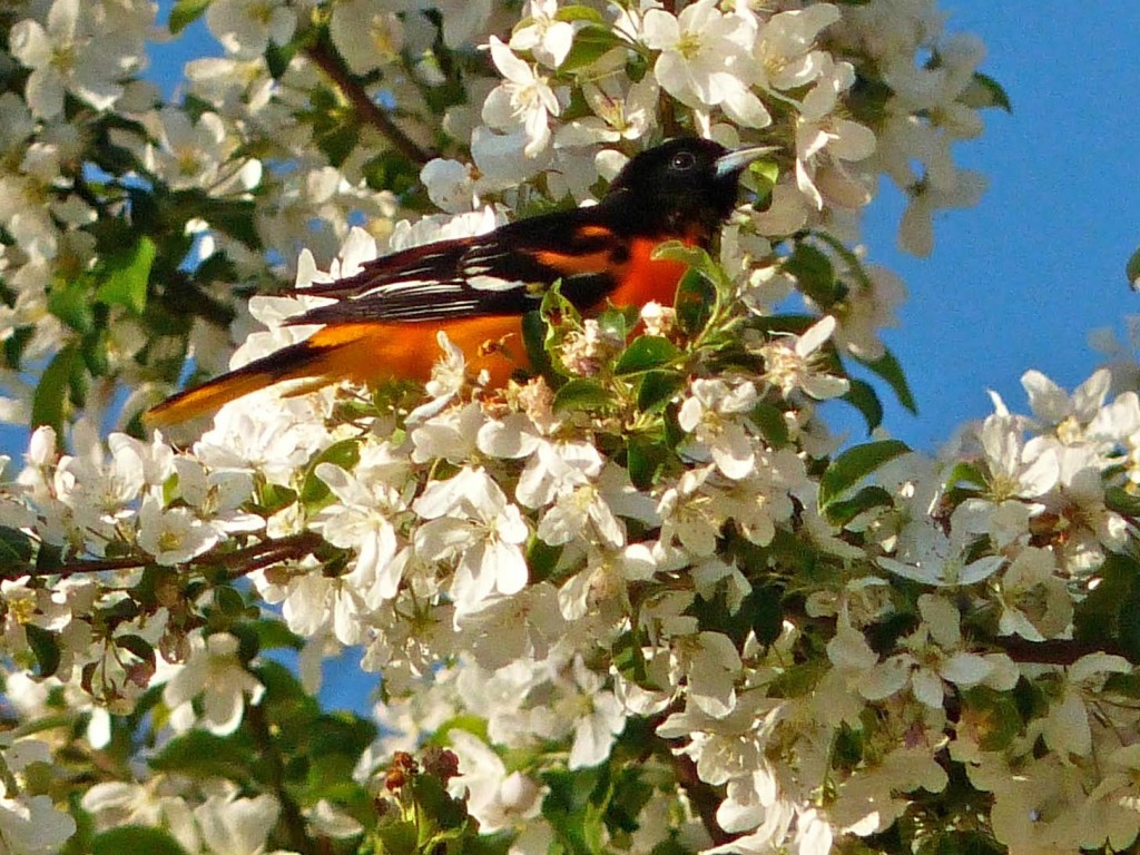 baltimoreoriole