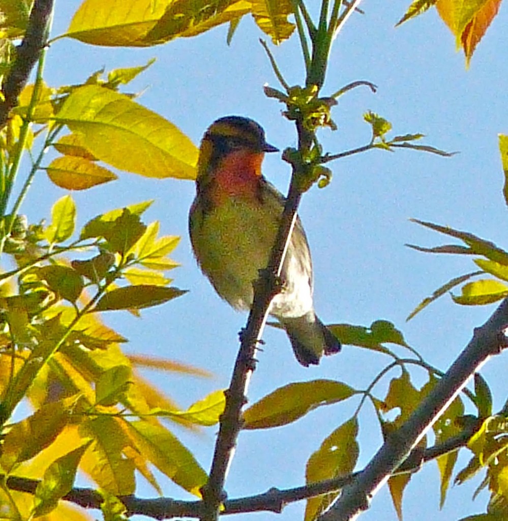 blackburnianwarbler