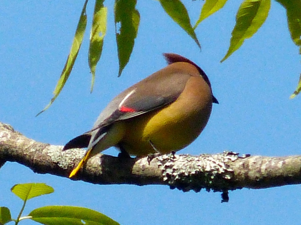 cedarwaxwing