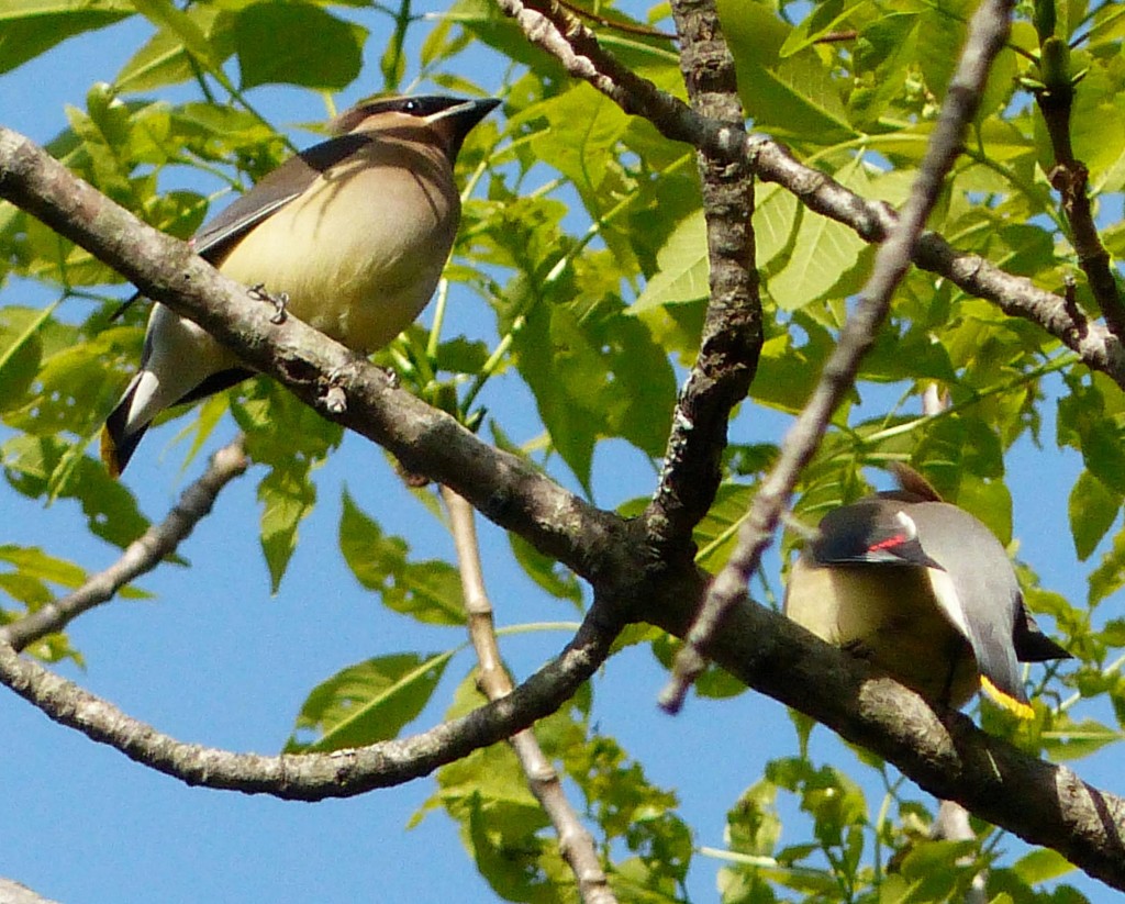 cedarwaxwing3