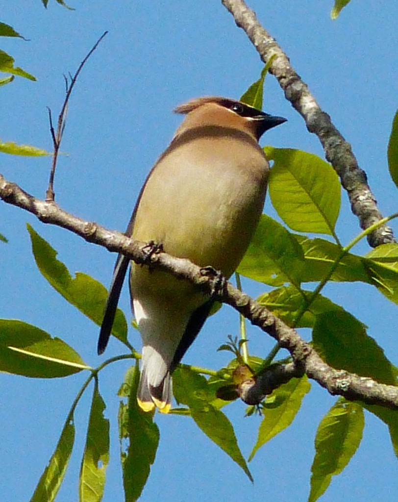 cedarwaxwing4