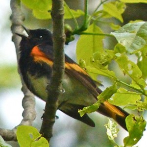 redstart