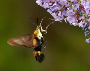 Snowberry clearwing moth-2