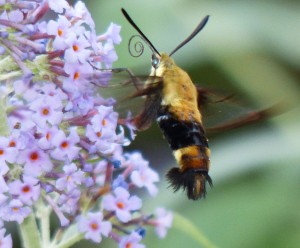 Snowberry clearwing moth-3