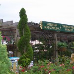SharonViewNursery