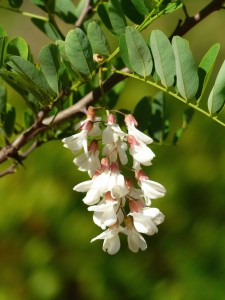 Black locust blossoms