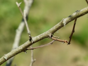 Black locust thorns