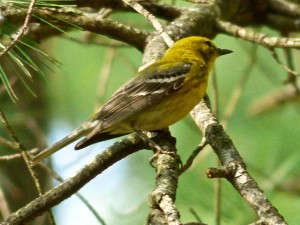 Pine warbler5