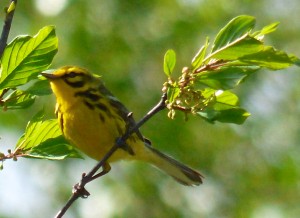 Prairie Warbler5