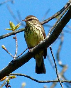 Northern waterthrush