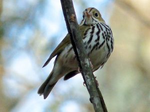 Ovenbird8