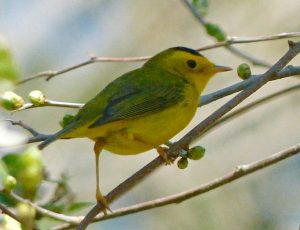 Wilson's warbler