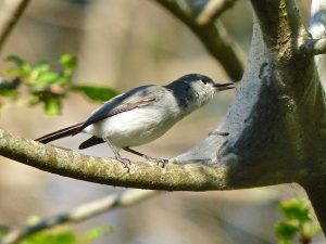 blue-gray gnatcatcher