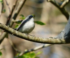 blue-gray gnatcatcher2