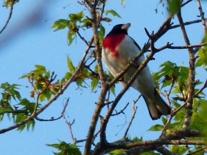 rose-breasted grosbeak-2