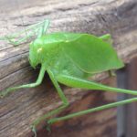 katydid