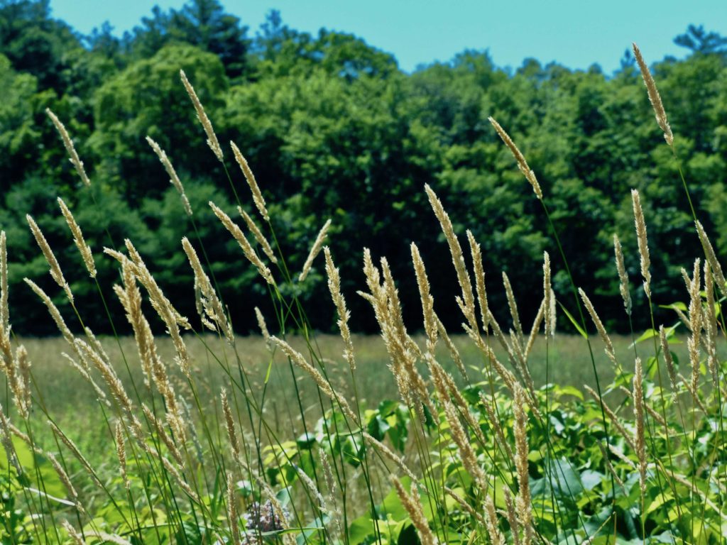 Reed Canary Grass 7/7/18 Sharon Friends of Conservation