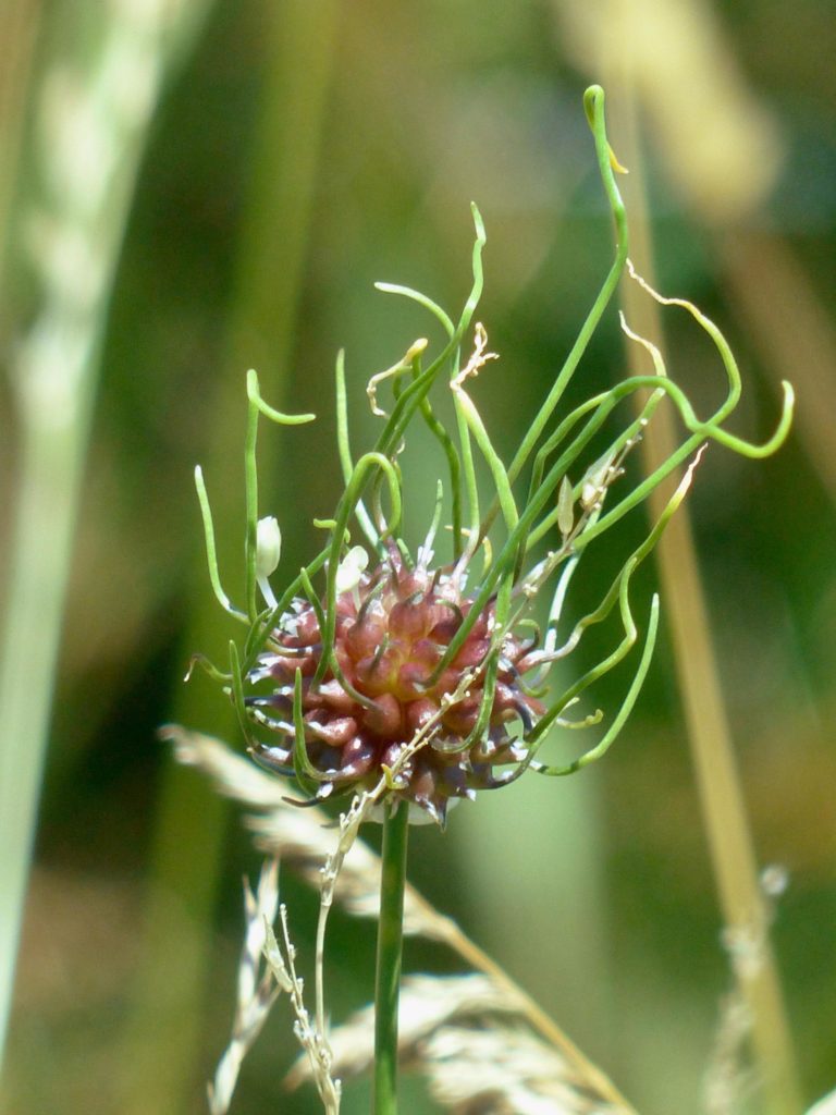 Wild Onion 7/7/18 Sharon Friends of Conservation