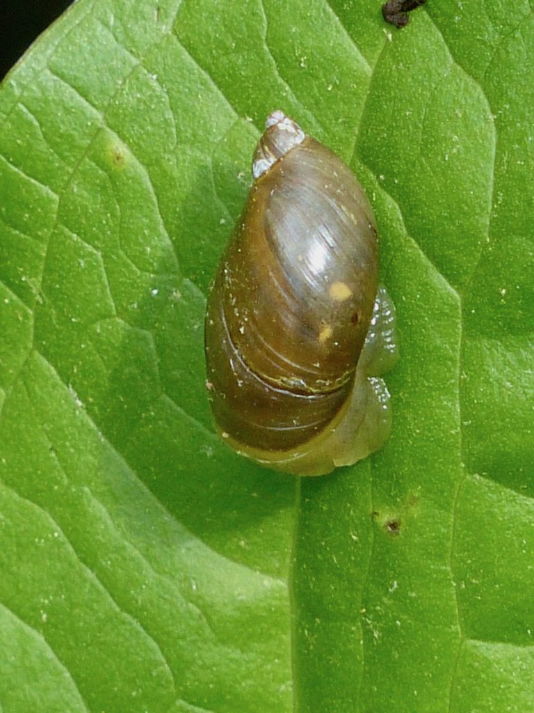 Amber Snail 5/19/19 Sharon Friends of Conservation