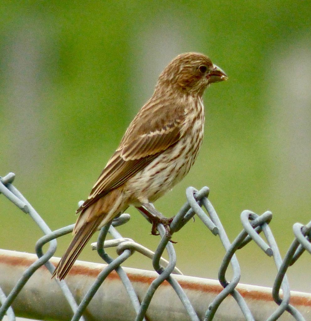 House Finch (female) 7/13/13 Sharon Friends of Conservation