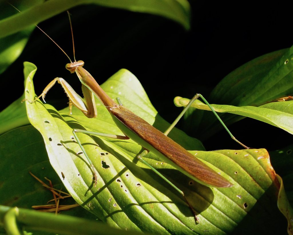 Praying Mantis 9/14/14 Sharon Friends of Conservation