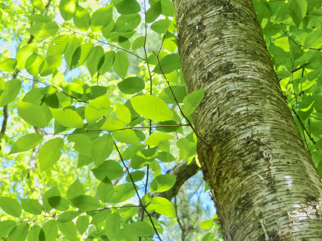 Yellow Birch Tree 5/27/19 Sharon Friends of Conservation