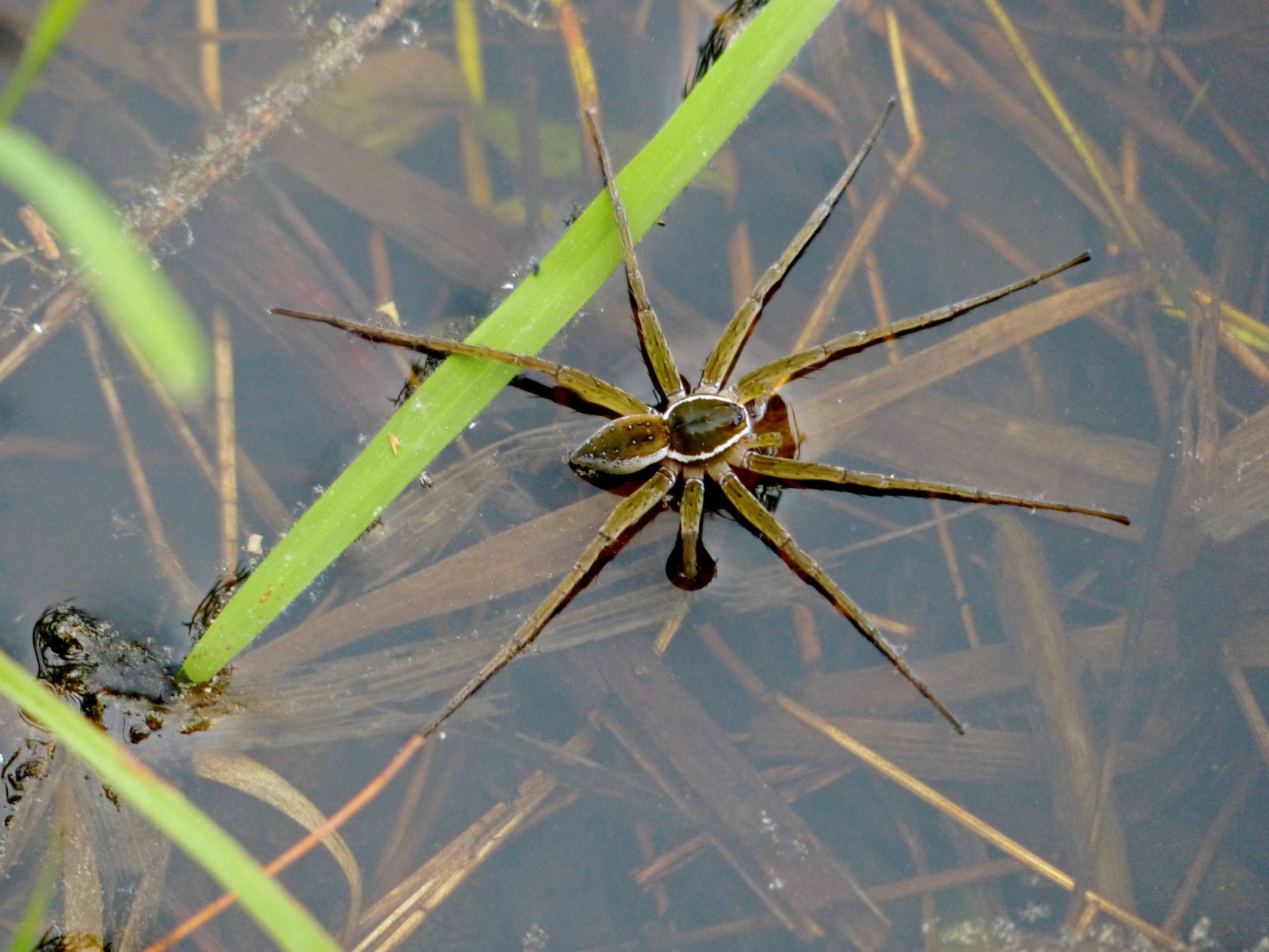 A Large Spider with a Pattern on the Abdomen Sits on the Fishing Line Stock  Photo - Image of fishing, hunter: 237767332