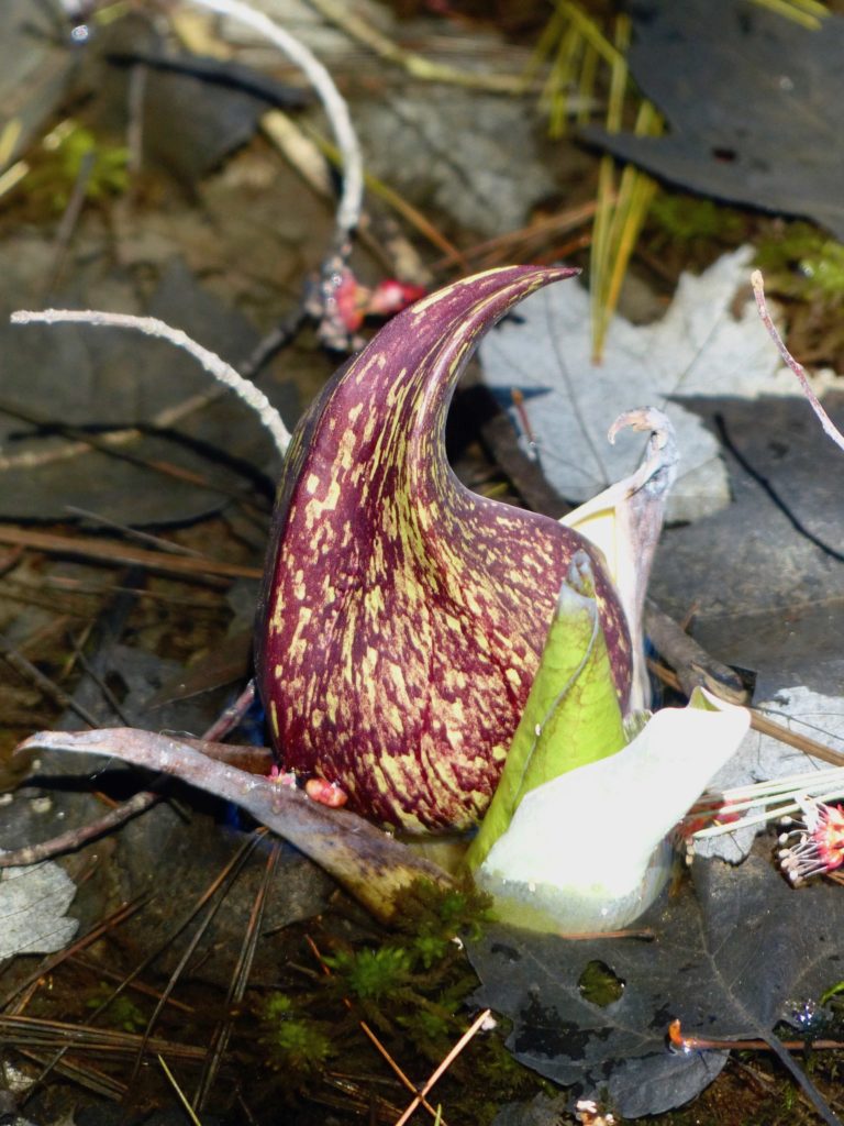 Skunk Cabbage 4/16/19 Sharon Friends of Conservation