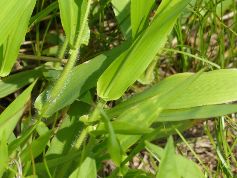Deer-tongue Grass – 6/2/19 – Sharon Friends of Conservation