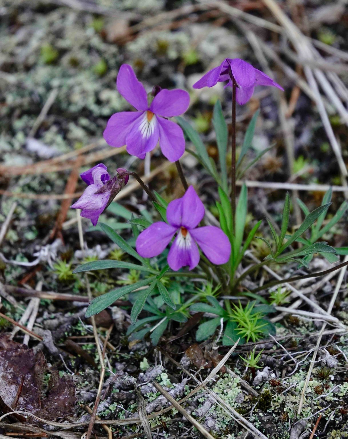 Bird’s Foot Violet 5/19/20 Sharon Friends of Conservation