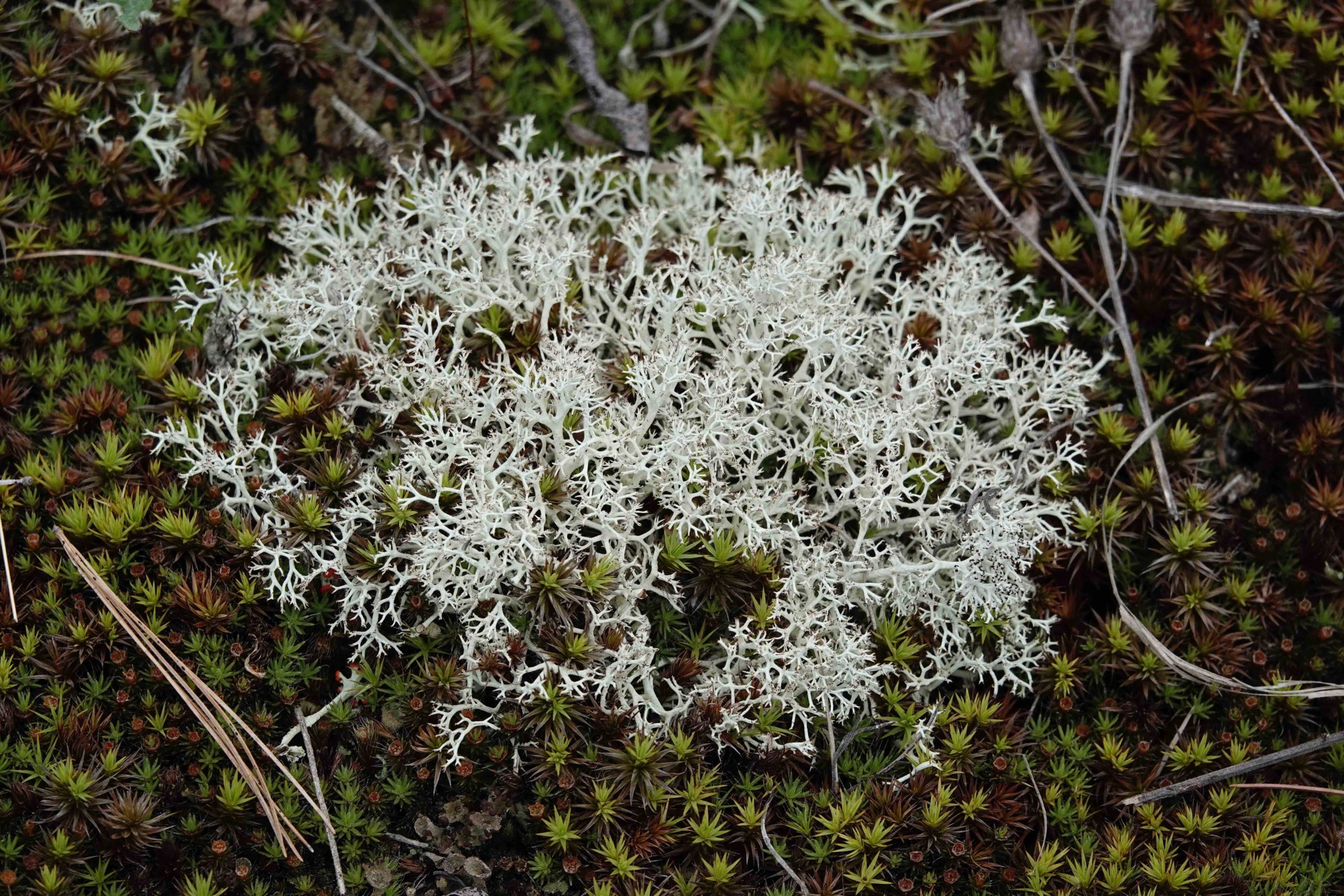 Reindeer Lichen 5 18 20 Sharon Friends Of Conservation