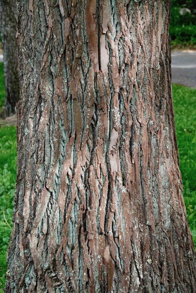 Black Gum Tree 5/31/20 Sharon Friends of Conservation