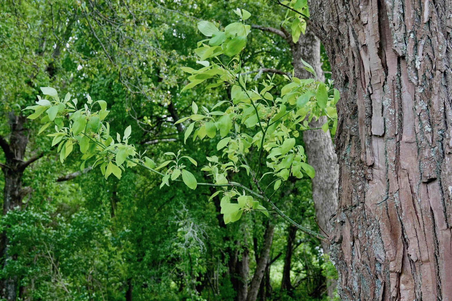 Black Gum Tree 5/31/20 Sharon Friends of Conservation