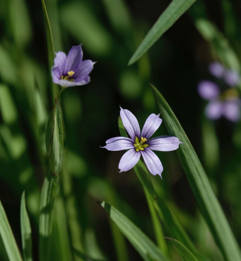 Blueeyed Grass 5/30/20 Sharon Friends of Conservation