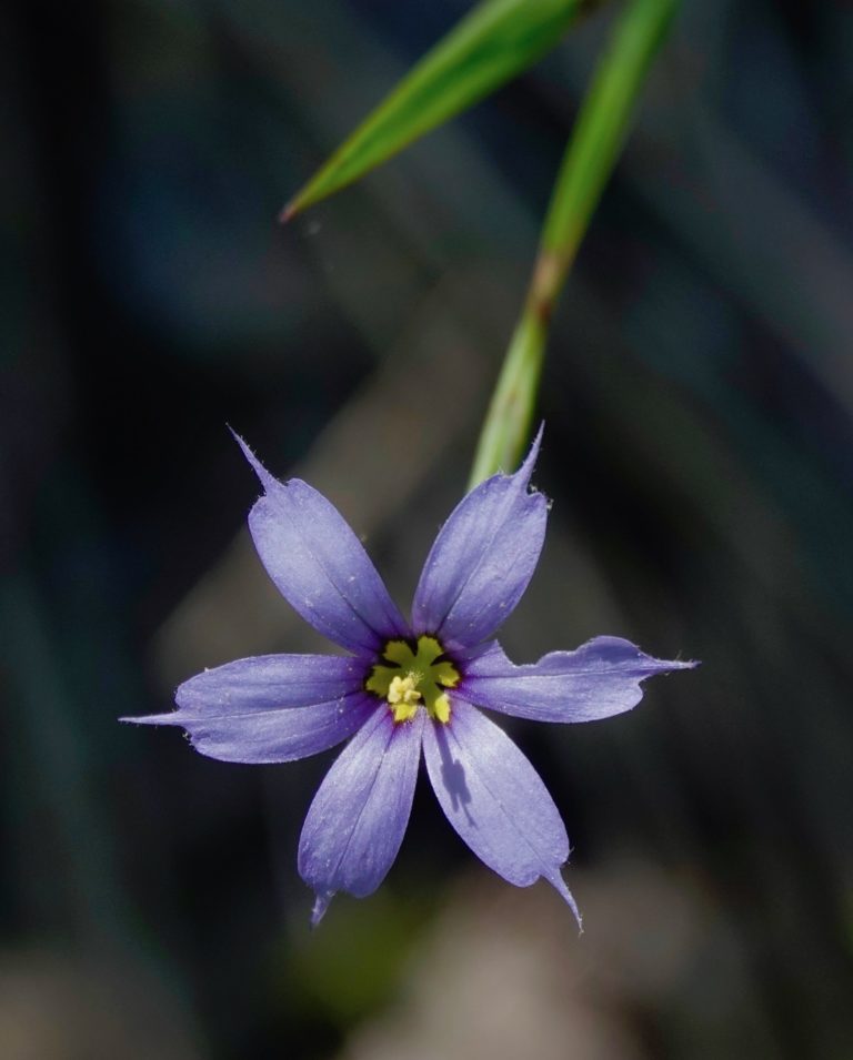 Blueeyed Grass 5/30/20 Sharon Friends of Conservation