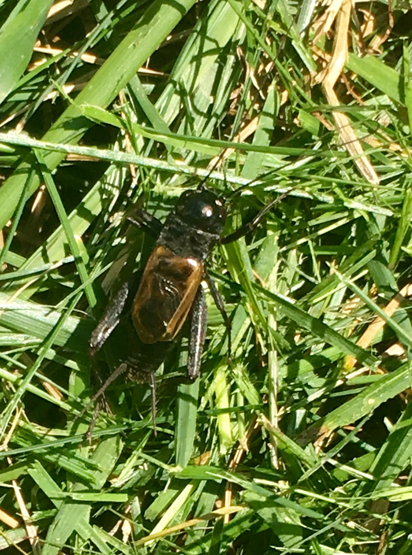 Fall Field Cricket – 8/26/19 – Sharon Friends of Conservation