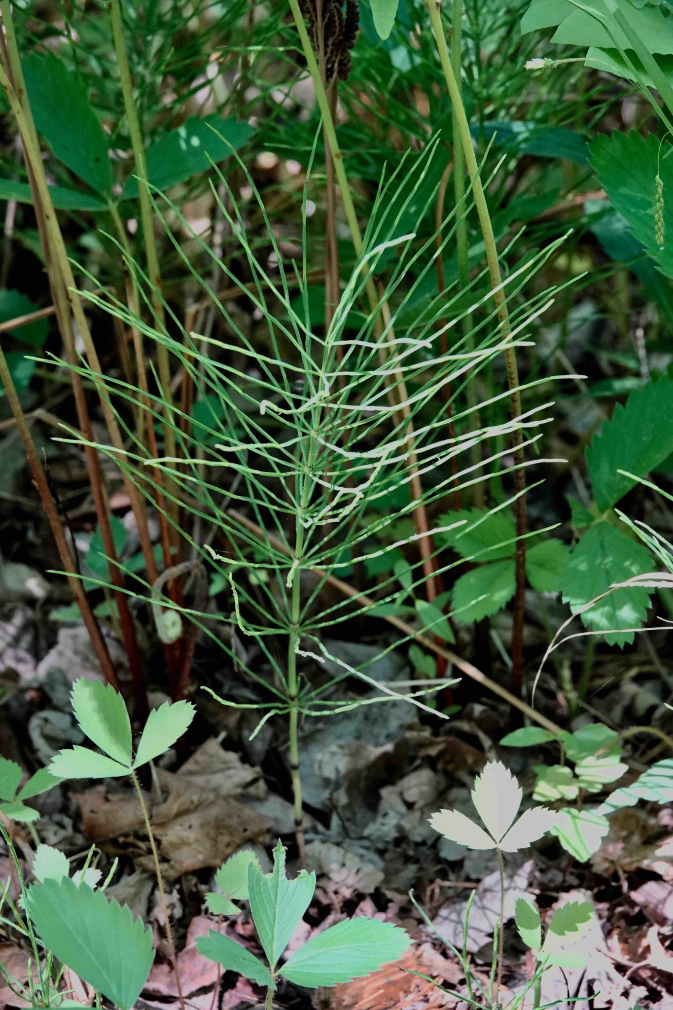Field Horsetail 6/4/20 Sharon Friends of Conservation
