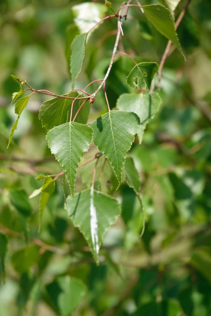 Gray Birch Tree 6/9/20 Sharon Friends of Conservation