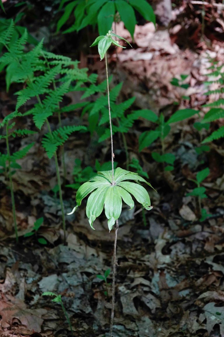 Indian Cucumber Root 5/30/20 Sharon Friends of Conservation