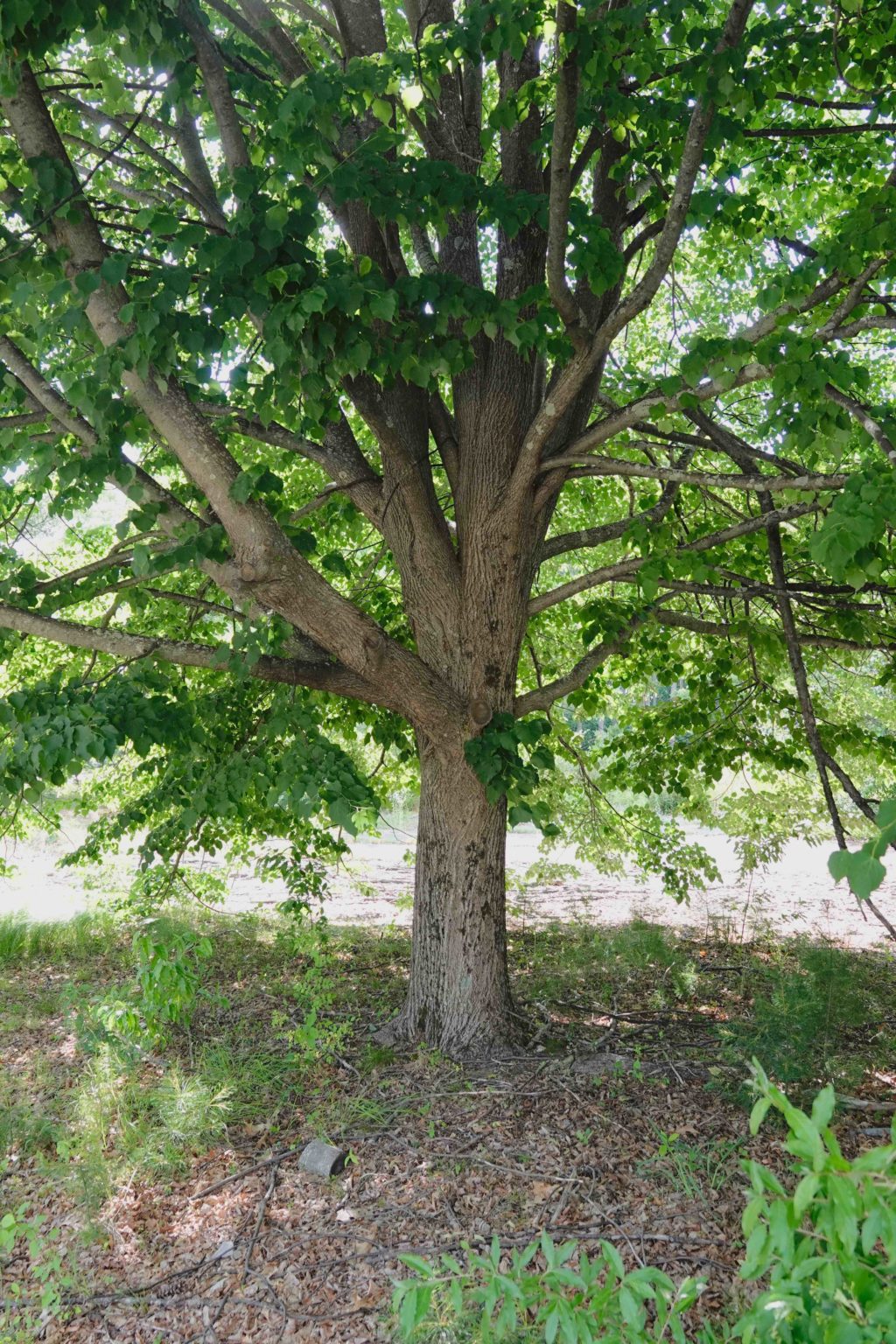 Smallleaved Linden Tree 6/21/20 Sharon Friends of Conservation