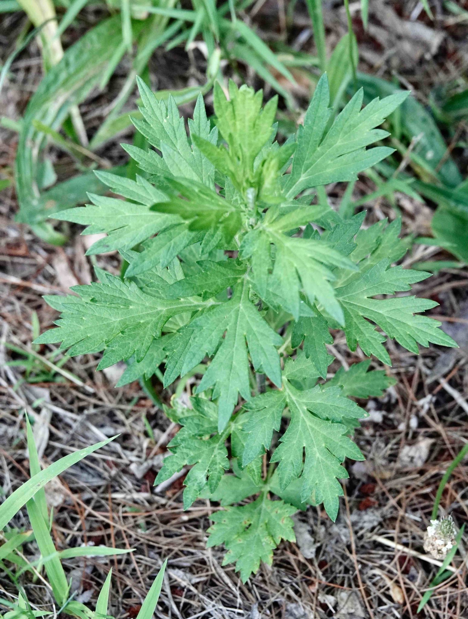 Common Mugwort 7/12/20 Sharon Friends of