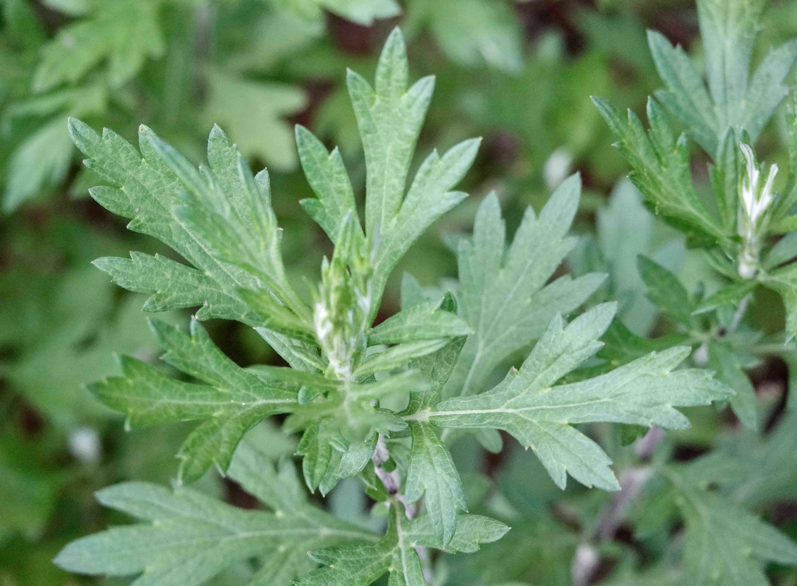 Artemisia annua - Wikipedia