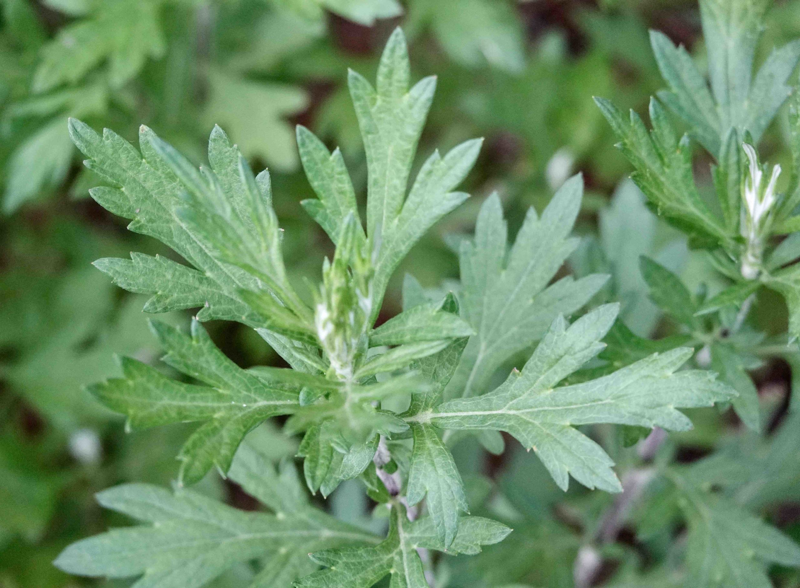 Common Mugwort 7 12 20 Sharon Friends Of Conservation
