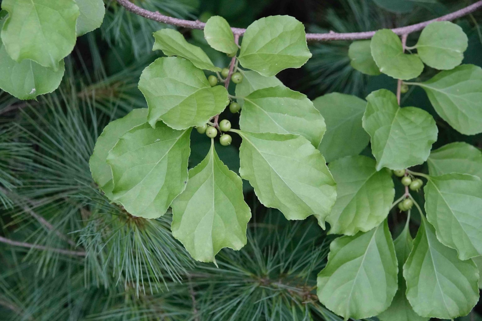 Oriental Bittersweet 7/12/20 Sharon Friends of Conservation