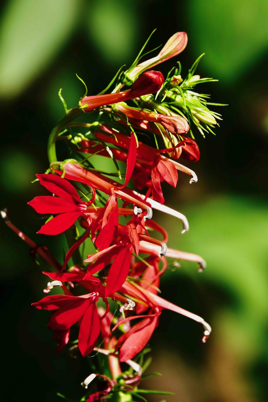 Cardinal Flower 8/13/20 Sharon Friends of Conservation