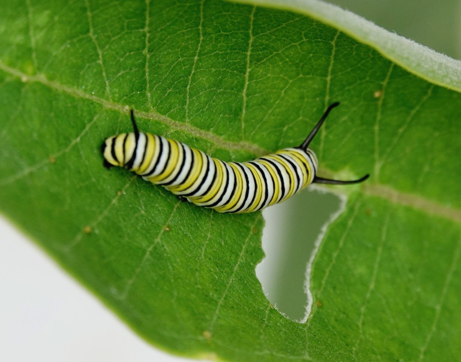 Monarch Caterpillar 8/13/20 Sharon Friends of Conservation