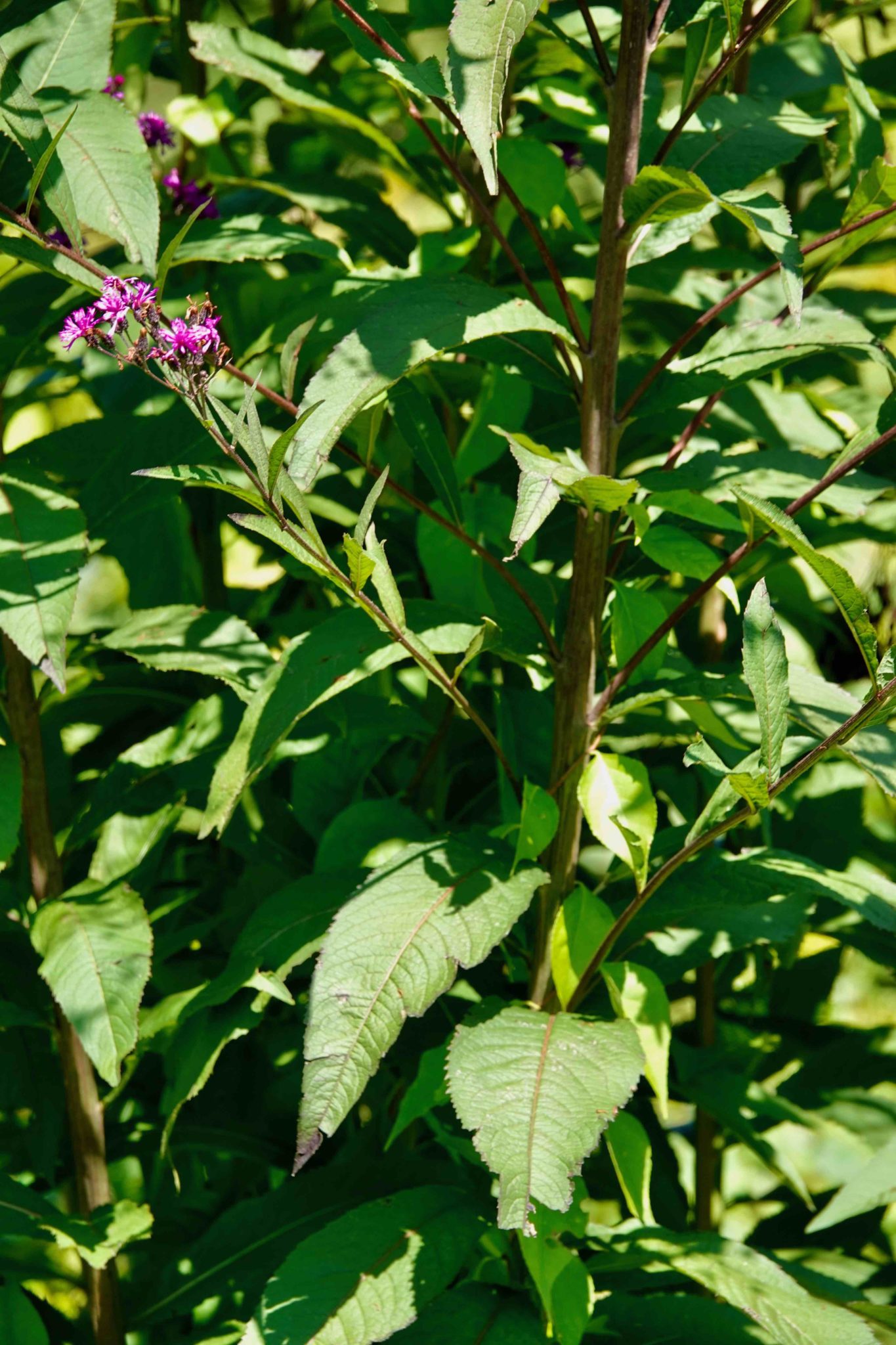 New York Ironweed 8/18/20 Sharon Friends of Conservation