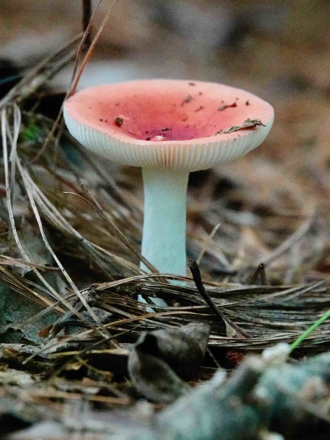 Brittle Gill Mushroom 9/7/20 Sharon Friends of Conservation
