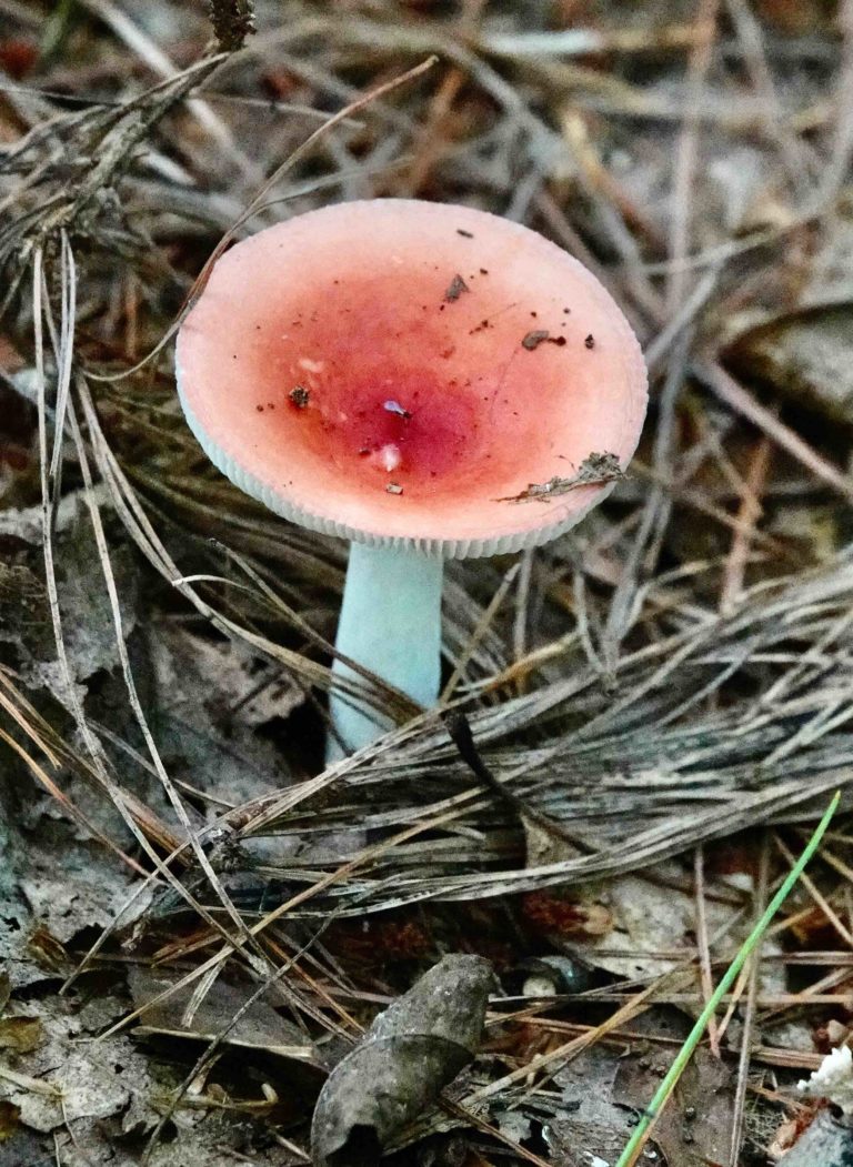 Brittle Gill Mushroom 9/7/20 Sharon Friends of Conservation